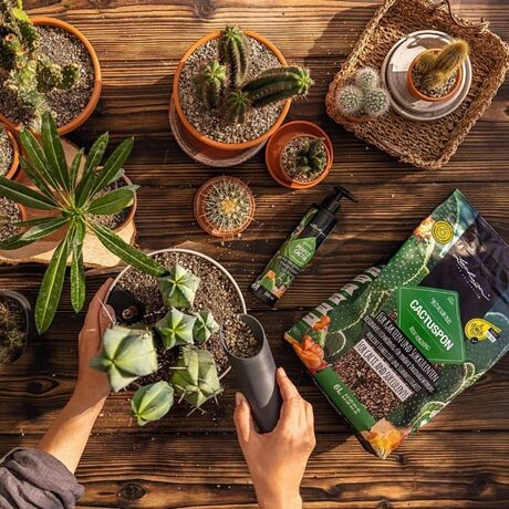 LECHUZA CACTUSPON Υπόστρωμα Φύτευσης 3lt για Κάκτους και Παχύφυτα για Γλάστρες Lechuza