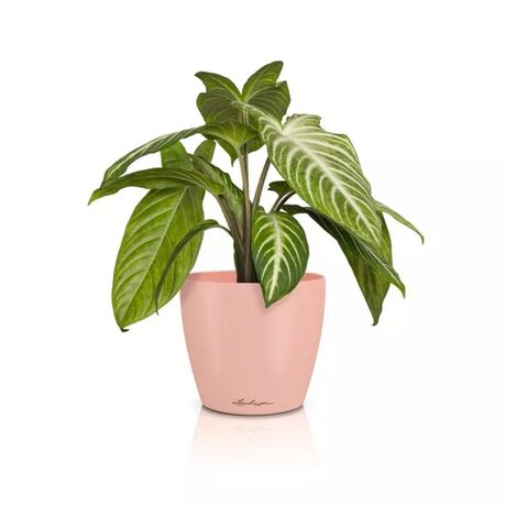 LECHUZA Classico Deco 10 Επιτραπέζια Γλάστρα Ø11x10cm Magnolia Γερμανίας