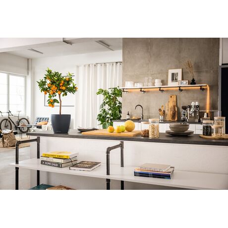 LECHUZA Cachepot Deco 14 Επιτραπέζια Γλάστρα Ø15x14cm Ανθρακί Γερμανίας