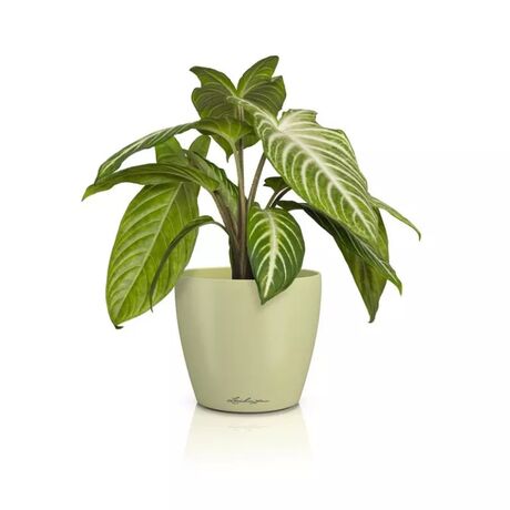 LECHUZA Cachepot Deco 10 Επιτραπέζια Γλάστρα Ø11x10cm Linden Γερμανίας