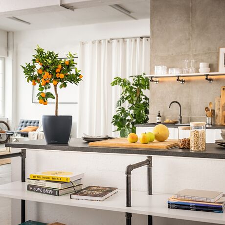 LECHUZA Cachepot Deco 12 Επιτραπέζια Γλάστρα Ø13x12cm Ανθρακί Γερμανίας