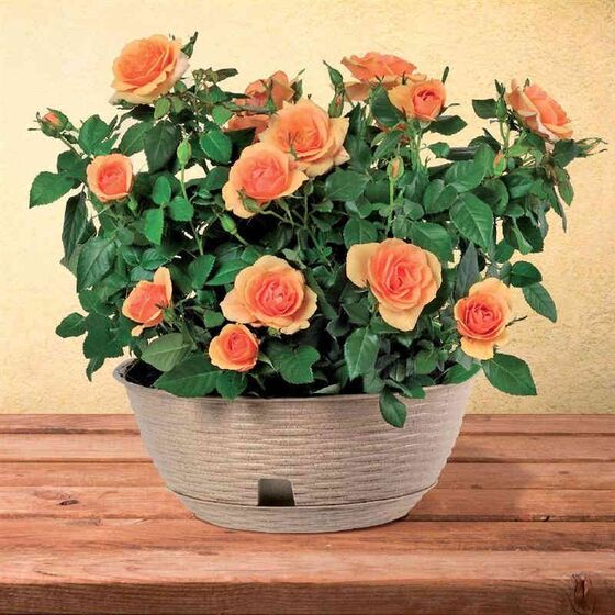 BAMA ITALY Γλάστρα Ψάθα Χαμηλή με Πιάτο Πλαστική Κρεμ PAGLIA