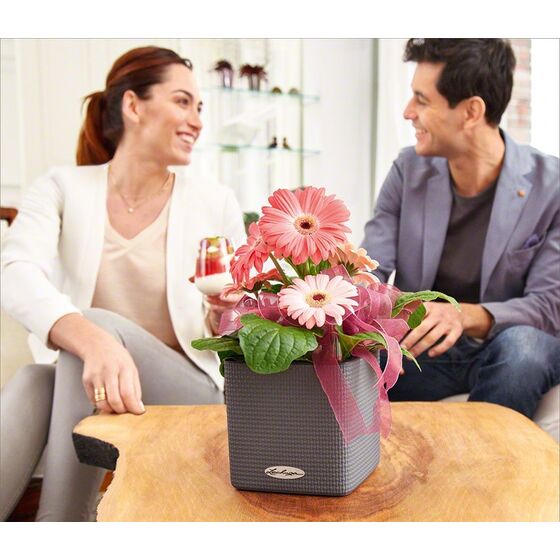 LECHUZA Cube Color14 Επιτραπέζια Γλάστρα 14x14x13.5cm Αυτοποτιζόμενη με Δοχείο ΑΝΘΡΑΚΙ Γερμανίας RedDot Award 2014German Design Award 2016