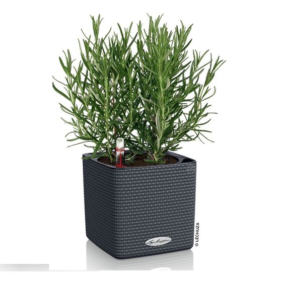 LECHUZA Cube Color14 Επιτραπέζια Γλάστρα 14x14x13.5cm Αυτοποτιζόμενη με Δοχείο ΑΝΘΡΑΚΙ Γερμανίας RedDot Award 2014German Design Award 2016