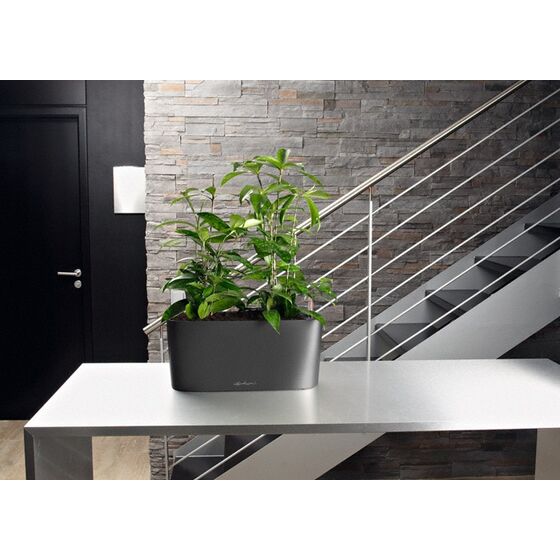 LECHUZA Delta10 Επιτραπέζια Γλάστρα 30x11x13cm Αυτοποτιζόμενη με Δοχείο Φύτευσης ΑΝΘΡΑΚΙ Γερμανίας RedDot Award 2009Designpreis Deutchland 2010