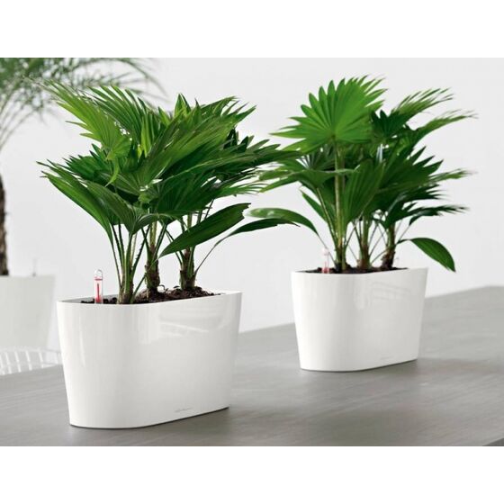 LECHUZA Delta10 Επιτραπέζια Γλάστρα 30x11x13cm Αυτοποτιζόμενη με Δοχείο Φύτευσης ΛΕΥΚΗ Γερμανίας RedDot Award 2009/Designpreis Deutchland 2010