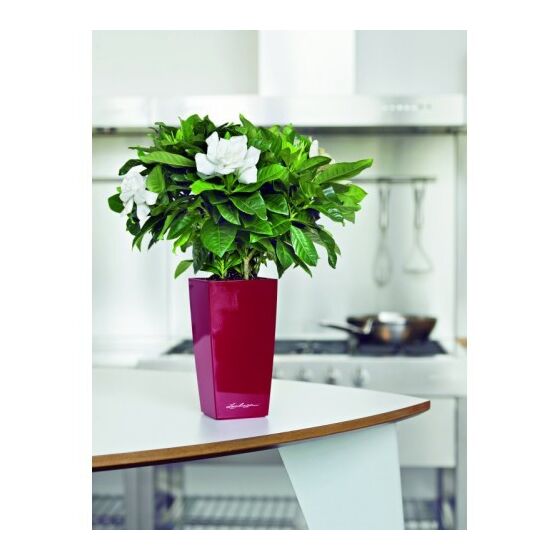 LECHUZA Mini-Cubi Επιτραπέζια Γλάστρα 9.5x9.5x18.5cm Αυτοποτιζόμενη με Δοχείο Φύτευσης ΚΟΚΚΙΝΗ Γερμανίας