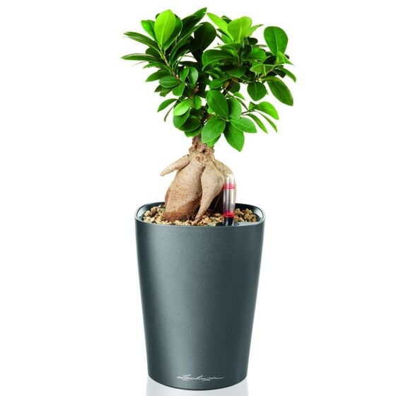 LECHUZA Mini Deltini Επιτραπέζια Γλάστρα 10x10x13cm Αυτοποτιζόμενη με Δοχείο Φύτευσης ΑΝΘΡΑΚΙ Γερμανίας iF Product Design Award 2012