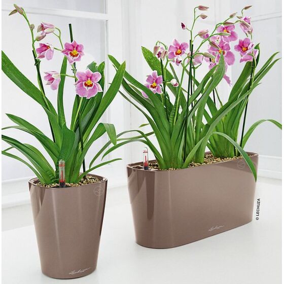 LECHUZA Mini Deltini Επιτραπέζια Γλάστρα 10x10x13cm Αυτοποτιζόμενη με Δοχείο Φύτευσης ΓΚΡΙ-ΚΑΦΕ Γερμανίας iF Product Design Award 2012