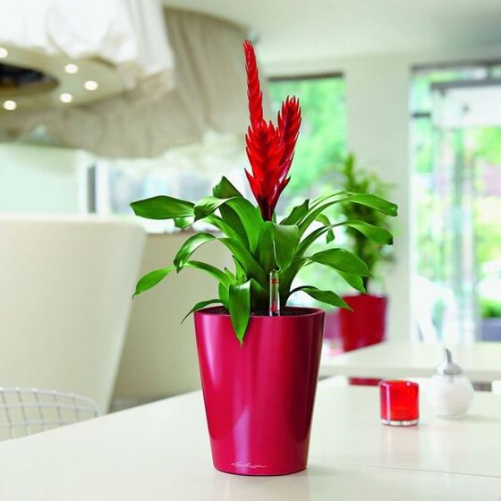 LECHUZA Mini Deltini Επιτραπέζια Γλάστρα 10x10x13cm Αυτοποτιζόμενη με Δοχείο Φύτευσης ΚΟΚΚΙΝΗ Γερμανίας iF Product Design Award 2012