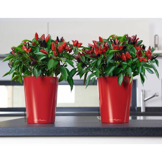 LECHUZA Mini Deltini Επιτραπέζια Γλάστρα 10x10x13cm Αυτοποτιζόμενη με Δοχείο Φύτευσης ΚΟΚΚΙΝΗ Γερμανίας iF Product Design Award 2012