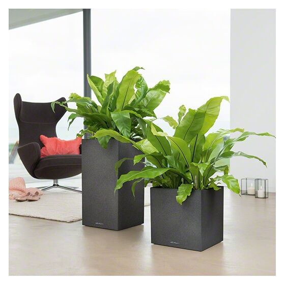 LECHUZA Canto Color Κύβος 30 Επιδαπέδια Γλάστρα 30x30x30cm Αυτοποτιζόμενη με Δοχείο ΜΑΥΡΟ του ΓΡΑΦΙΤΗ όψη ΦΥΣΙΚΗ ΠΕΤΡΑ Γερμανίας