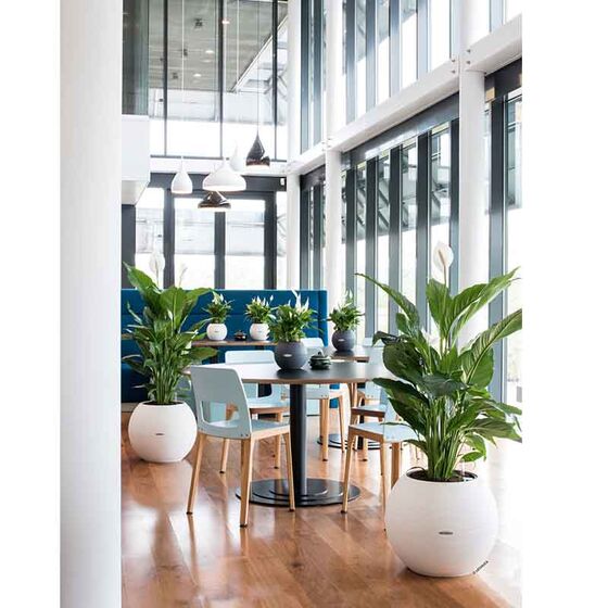 LECHUZA Puro 50 Επιδαπέδια Γλάστρα Ø49x41.5cm Σφαιρική Αυτοποτιζόμενη με Δοχείο Φύτευσης 13lt Λευκή Γερμανίας RedDot Award 2014