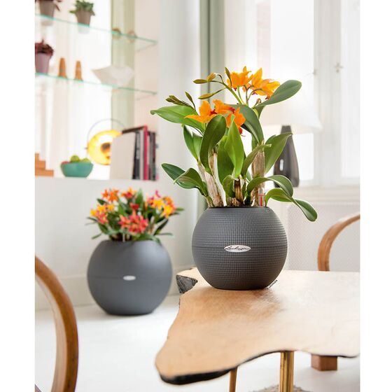 LECHUZA Puro 50 Επιδαπέδια Γλάστρα Ø49x41.5cm Σφαιρική Αυτοποτιζόμενη με Δοχείο Φύτευσης 13lt Ανθρακί Γερμανίας RedDot Award 2014