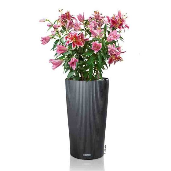 LECHUZA CILINDRO 32 Επιδαπέδια Γλάστρα Ø32x56cm Αυτοποτιζόμενη με Δοχείο Φύτευσης Ανθρακί Γερμανίας