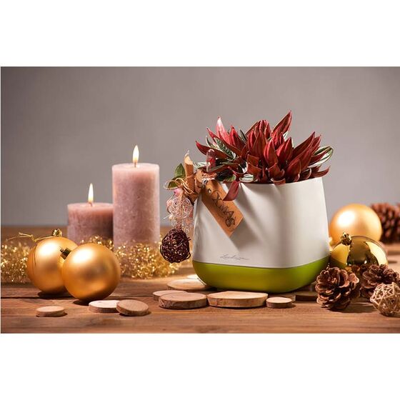 LECHUZA YULA Γλάστρα-Κασπώ 16.5x16.5x15cm Αυτοποτιζόμενη Λευκό-Πράσινο Γερμανίας