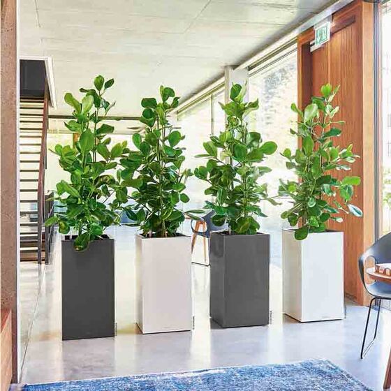 LECHUZA Canto 40 Premium Tower Επιδαπέδια Γλάστρα 40x40x76cm Αυτοποτιζόμενη με Δοχείο Φύτευσης Ανθρακί Γυαλιστερή Γερμανίας Reddot Award Winner 2017