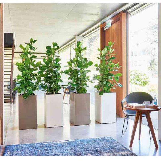 LECHUZA Canto 40 Tower Επιδαπέδια Γλάστρα 40x40x76cm Αυτοποτιζόμενη με Δοχείο Φύτευσης Λευκή Γυαλιστερή Γερμανίας Reddot Award Winner 2017
