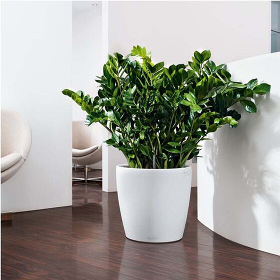 LECHUZA Classico 35 Επιδαπέδια Γλάστρα Ø34.5x32.5cm Αυτοποτιζόμενη Λευκή Γερμανίας
