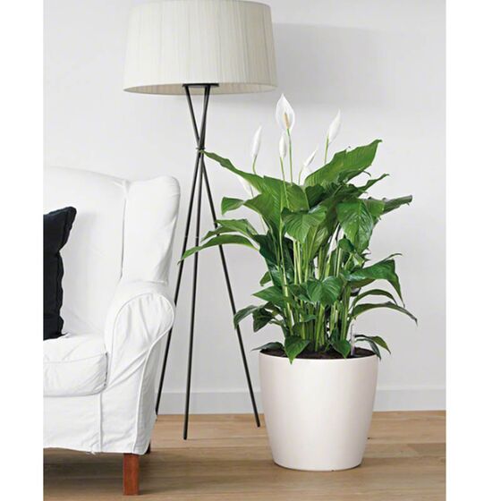 LECHUZA Classico 43 Επιδαπέδια Γλάστρα Ø42x39.5cm Αυτοποτιζόμενη Λευκή Γερμανίας