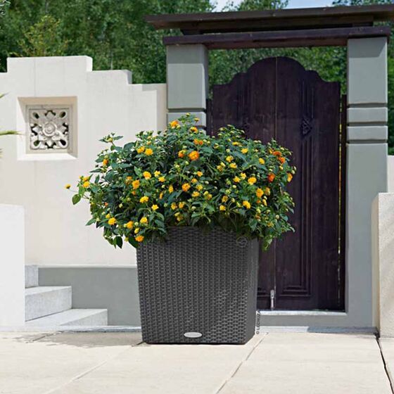LECHUZA Cube Cottage 30 Επιδαπέδια Γλάστρα 29.5x29.5x30cm Αυτοποτιζόμενη με Δοχείο Φύτευσης Ανθρακί Γερμανίας