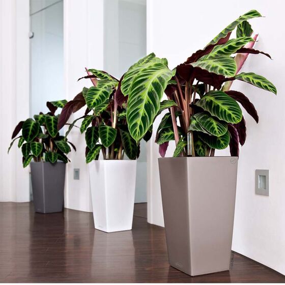 LECHUZA Cubico Color 22 Επιδαπέδια Γλάστρα 22x22x41cm Αυτοποτιζόμενη με Δοχείο Φύτευσης Ανθρακί Ματ Γερμανίας