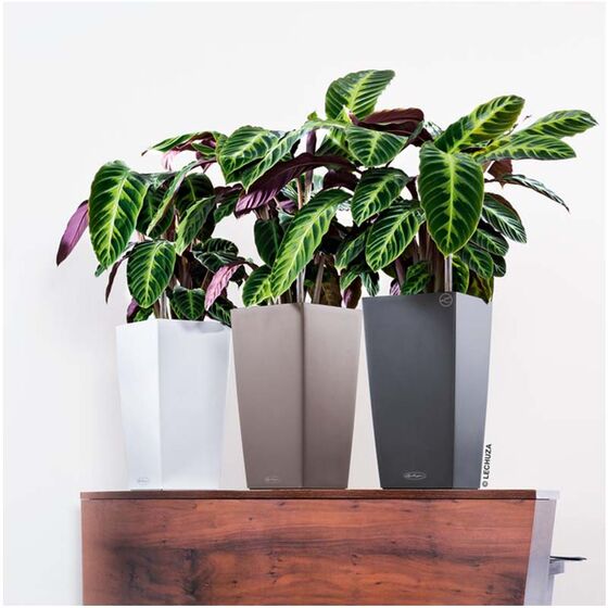 LECHUZA Cubico Color 40 Επιδαπέδια Γλάστρα 39.5x39.5x75.5cm Αυτοποτιζόμενη με Δοχείο Φύτευσης Καφέ Ματ Γερμανίας