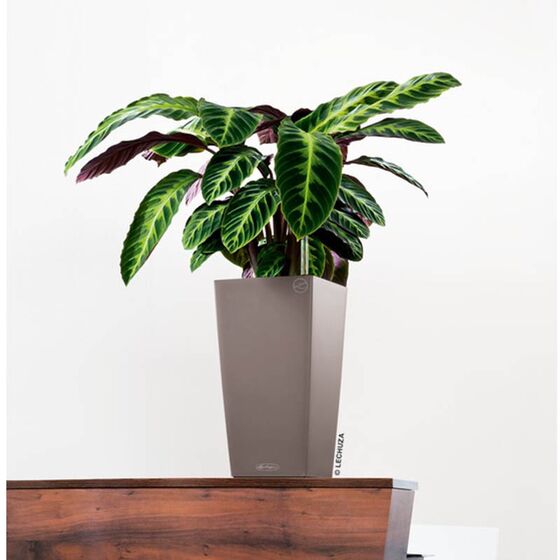 LECHUZA Cubico Color 22 Επιδαπέδια Γλάστρα 22x22x41cm Αυτοποτιζόμενη με Δοχείο Φύτευσης Καρυδί Γερμανίας