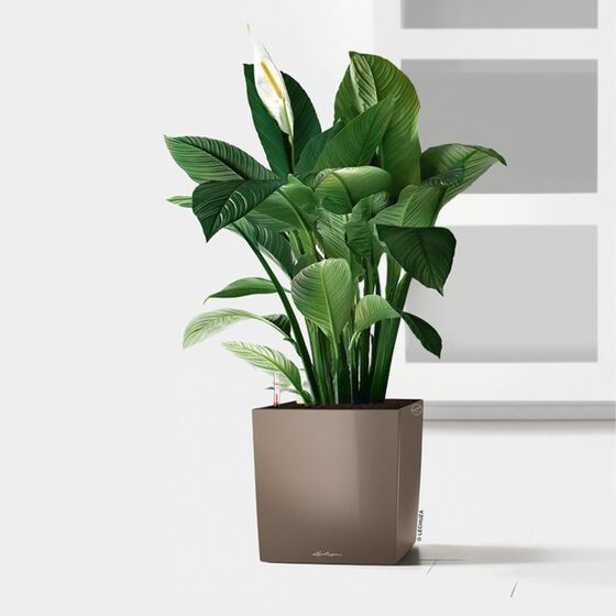 LECHUZA Cube Premium 30 Επιδαπέδια Γλάστρα 29.5x29.5x30cm Αυτοποτιζόμενη με Δοχείο Φύτευσης Γκρι-Καφέ Γυαλιστερή Γερμάνιας