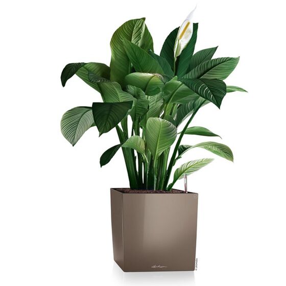 LECHUZA Cube Premium 30 Επιδαπέδια Γλάστρα 29.5x29.5x30cm Αυτοποτιζόμενη με Δοχείο Φύτευσης Γκρι-Καφέ Γυαλιστερή Γερμάνιας