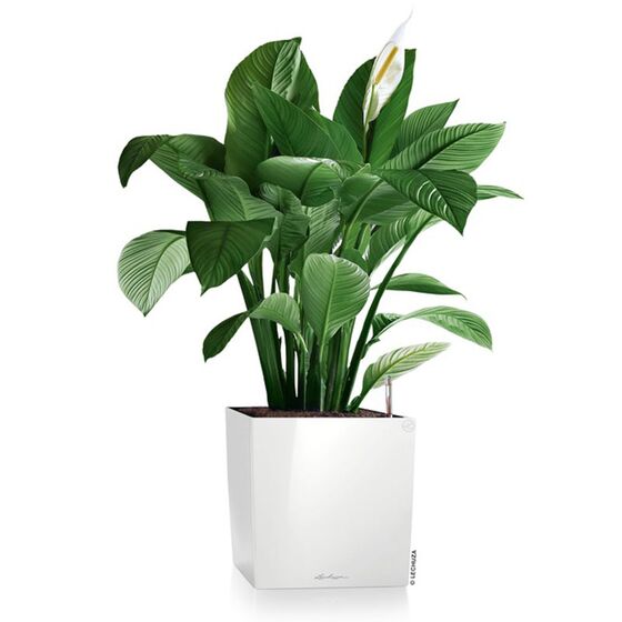 LECHUZA Cube Premium 50 Επιδαπέδια Γλάστρα 49x49x49.5cm Αυτοποτιζόμενη με Δοχείο Φύτευσης Λευκή Γυαλιστερή Γερμάνιας