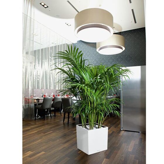 LECHUZA Cube Premium 30 Επιδαπέδια Γλάστρα 29.5x29.5x30cm Αυτοποτιζόμενη με Δοχείο Φύτευσης Λευκή Γυαλιστερή Γερμάνιας