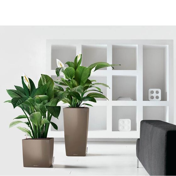 LECHUZA CUBICO 50 Premium Επιδαπέδια Γλάστρα 50x50x94cm Αυτοποτιζόμενη με Δοχείο Φύτευσης Γκρι-Καφέ Γυαλιστερή Γερμανίας