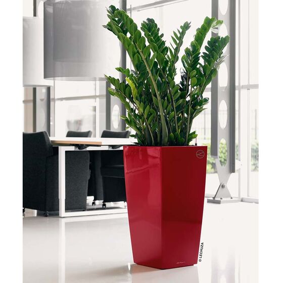 LECHUZA CUBICO Premium 22 Επιτραπέζια Γλάστρα 22x22x41cm Αυτοποτιζόμενη με Δοχείο Φύτευσης Μπορντό Γυαλιστερό Γερμανίας