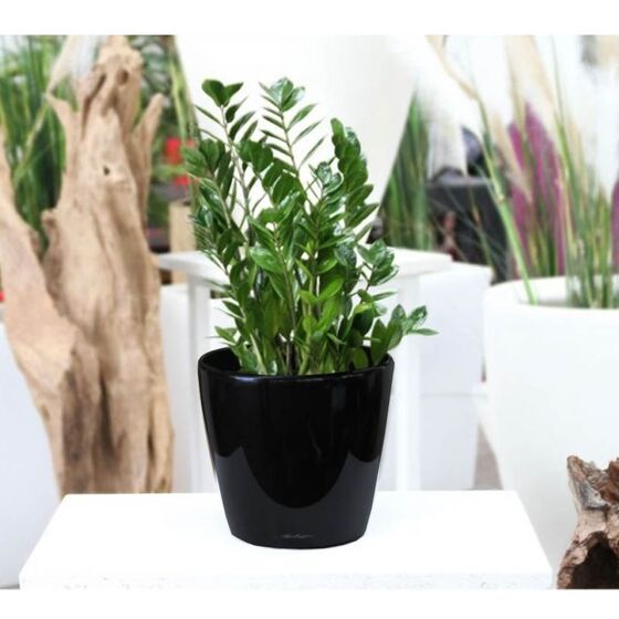 LECHUZA Classico 21 LS Επιτραπέζια Γλάστρα Ø22x20cm Αυτοποτιζόμενη με Δοχείο Φύτευσης Μαύρη Γυαλιστερή Γερμανίας