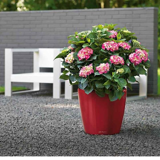 LECHUZA Classico 21 LS Επιτραπέζια Γλάστρα Ø22x20cm Αυτοποτιζόμενη με Δοχείο Φύτευσης Κόκκινη Γυαλιστερή Γερμανίας