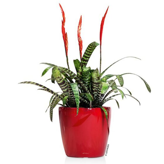 LECHUZA Classico 21 LS Επιτραπέζια Γλάστρα Ø22x20cm Αυτοποτιζόμενη με Δοχείο Φύτευσης Κόκκινη Γυαλιστερή Γερμανίας