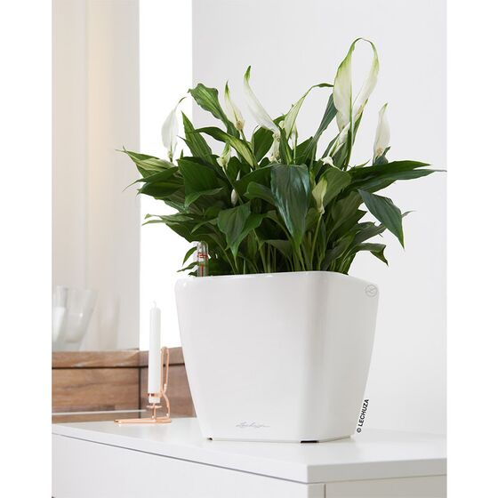 LECHUZA QUADRO 28 LS Premium Επιτραπέζια Γλάστρα 28x28x26cm ΑΥΤΟΠΟΤΙΖΟΜΕΝΗ με Δοχείο Φύτευσης Λευκή Γυαλιστερή Γερμανίας