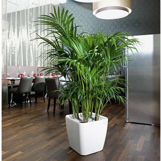 LECHUZA QUADRO 43 LS Premium Επιδαπέδια Γλάστρα 43x43x39cm ΑΥΤΟΠΟΤΙΖΟΜΕΝΗ με Δοχείο Φύτευσης Λευκή Γυαλιστερή Γερμανίας