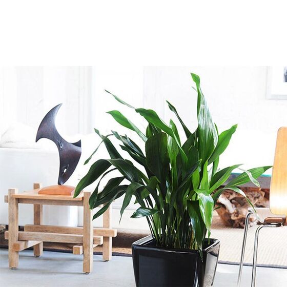 LECHUZA QUADRO 43 LS Premium Επιδαπέδια Γλάστρα 43x43x39cm ΑΥΤΟΠΟΤΙΖΟΜΕΝΗ με Δοχείο Φύτευσης Μαύρη Γυαλιστερή Γερμανίας