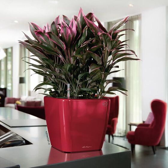 LECHUZA QUADRO 28 LS Premium Επιτραπέζια Γλάστρα 28x28x26cm ΑΥΤΟΠΟΤΙΖΟΜΕΝΗ με Δοχείο Φύτευσης Μπορντό Γυαλιστερή Γερμανίας