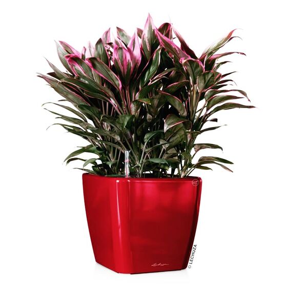 LECHUZA QUADRO 35 LS Premium Επιτραπέζια Γλάστρα 35.5x35.5x32.5cm ΑΥΤΟΠΟΤΙΖΟΜΕΝΗ με Δοχείο Φύτευσης Μπορντό Γυαλιστερή Γερμανίας