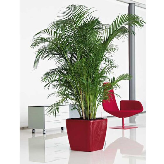 LECHUZA QUADRO 43 LS Premium Επιδαπέδια Γλάστρα 43x43x39cm ΑΥΤΟΠΟΤΙΖΟΜΕΝΗ με Δοχείο Φύτευσης Μπορντό Γυαλιστερή Γερμανίας