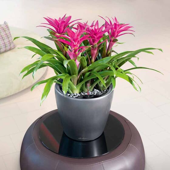 LECHUZA Classico 28 LS Premium Επιτραπέζια Γλάστρα Ø28.5x26cm Αυτοποτιζόμενη με Δοχείο Φύτευσης Ανθρακί Γυαλιστερή Γερμανίας