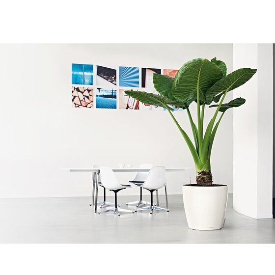 LECHUZA Classico 43 LS Premium Επιδαπέδια Γλάστρα Ø43.5x39.5cm Αυτοποτιζόμενη με Δοχείο Φύτευσης Λευκή Γυαλιστερή Γερμανίας