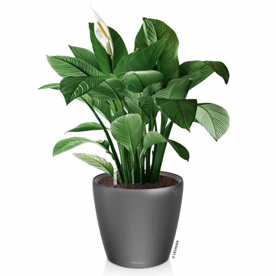 LECHUZA Classico 35 LS Premium Επιδαπέδια Γλάστρα Ø36x32.5cm Αυτοποτιζόμενη με Δοχείο Φύτευσης Ανθρακί Γυαλιστερή Γερμανίας