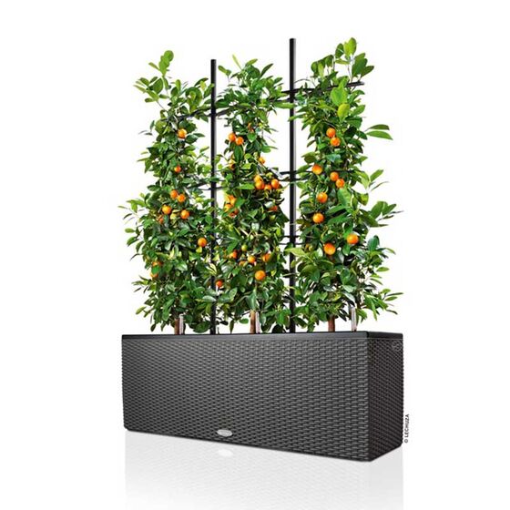 LECHUZA Trio 30 Cottage Ζαρντινιέρα 100x32.5x34.5cm Αυτοποτιζόμενη με 3 Κάδους Φύτευσης Ανθρακί RATTAN Γερμανίας