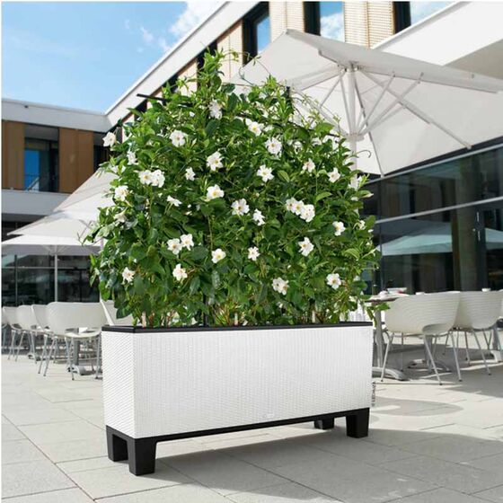 LECHUZA Trio 40 Cottage Ζαρντινιέρα 129.5x42x44cm Αυτοποτιζόμενη με 3 Κάδους Φύτευσης Λευκή RATTAN Γερμανίας