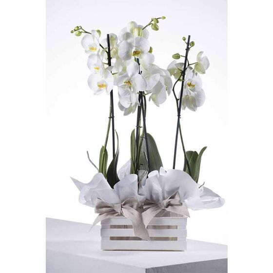 BAMA Ιταλίας Τελάρο Πολλαπλών Χρήσεων 41x31x14cm Πλαστικό με Όψη Ξύλου Κρεμ TINA 3