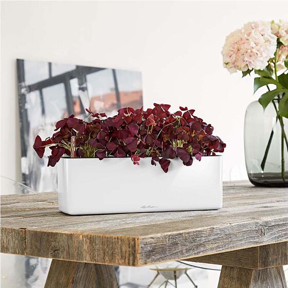 LECHUZA CUBE Glossy Triple Επιτραπέζια Ζαρντινιέρα 40x14x14cm Αυτοποτιζόμενη με Εσωτερικό Δοχείο White Γερμανίας
